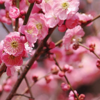 nativaSPA Plum Blossom Body Oil 200ml